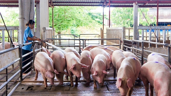 Giá lợn heo hơi hôm nay 10/9: Cao nhất là 69.000 đồng/kg
