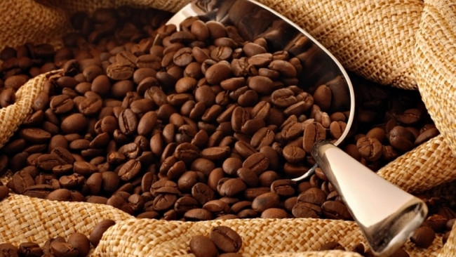 Giá cà phê hôm nay 13/9: Dao động trong khoảng 47.800 - 48.400 đồng/kg