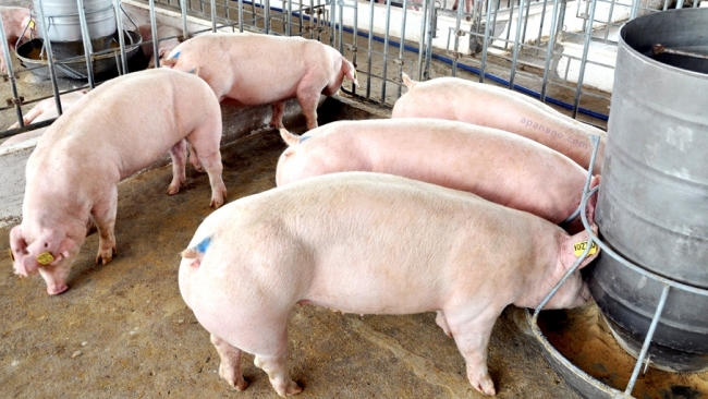 Giá lợn heo hơi hôm nay 14/9: Điều chỉnh giảm 1.000 - 4.000 đồng/kg