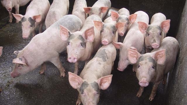 Giá lợn heo hơi hôm nay 21/9: Giảm sâu từ 1.000 - 6.000 đồng/kg