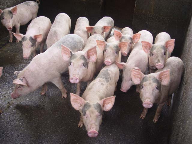 Giá lợn heo hơi hôm nay 21/9: Giảm sâu từ 1.000 - 6.000 đồng/kg