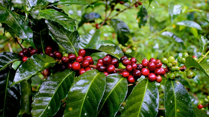 Giá cà phê hôm nay 21/9: Thu mua cao nhất ở mức 47.500 đồng/kg