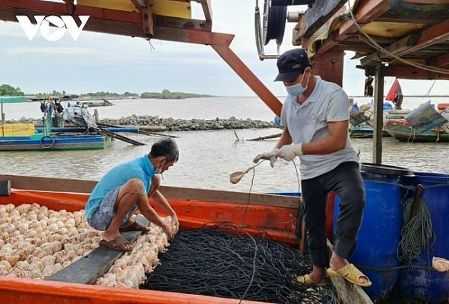 UBND tỉnh Cà Mau chỉ đạo làm rõ vụ mất trộm vỏ ốc bẫy mực ở vùng biển Tây