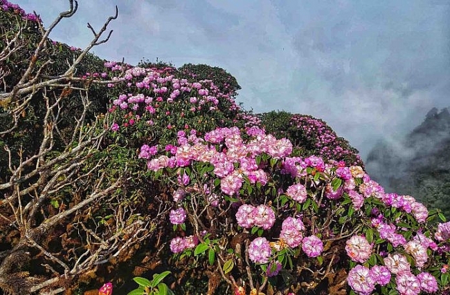 Ngắm hoa đỗ quyên trên đỉnh Putaleng