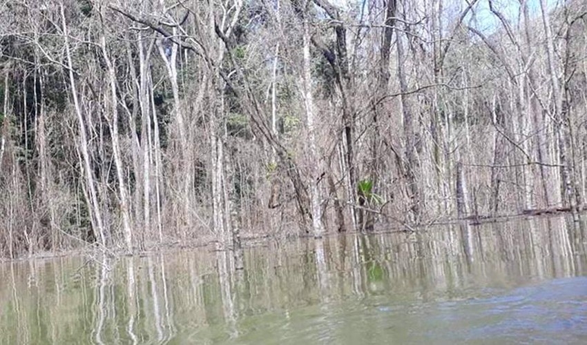Công an điều tra hơn 25 ha rừng ở lòng hồ thủy điện Thượng Kon Tum chết khô