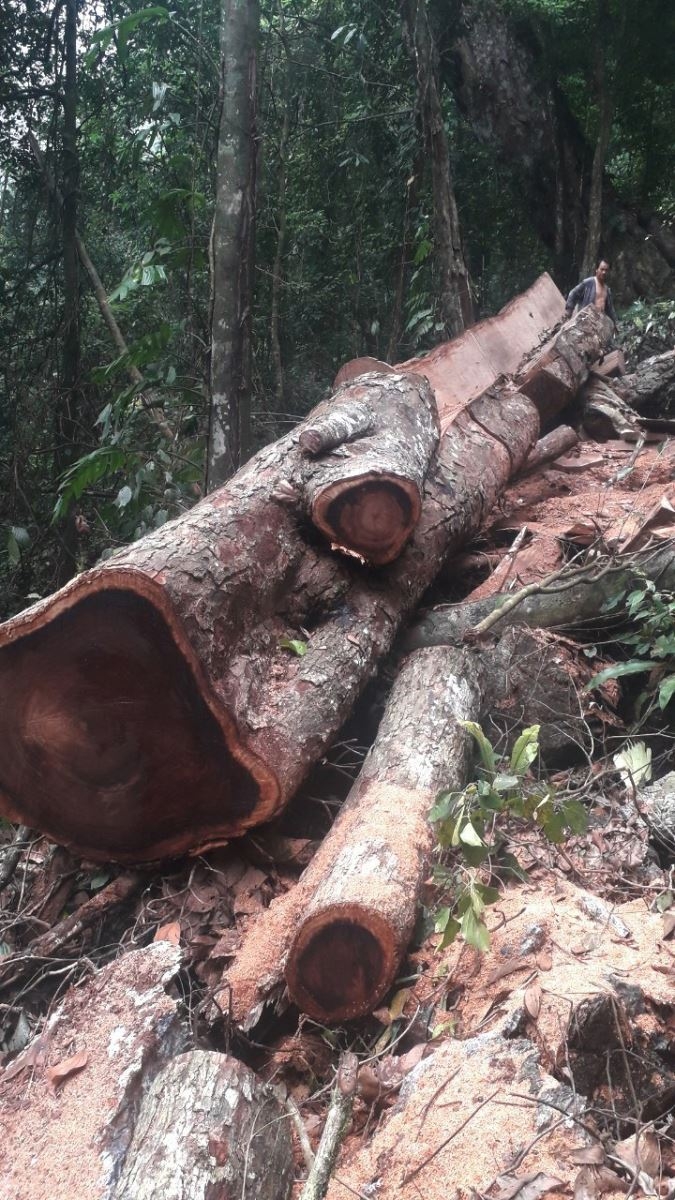 Khởi tố bị can, bắt tạm giam 5 đối tượng trong vụ phá rừng lớn nhất ở Hà Giang
