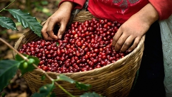 Giá cà phê hôm nay ngày 3/1/2022: Thị trường thế giới tiếp đà giảm