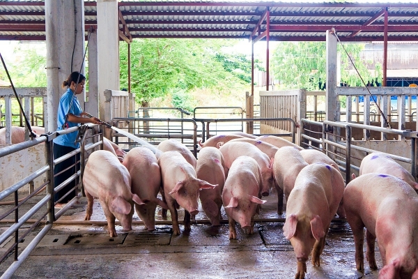 Giá heo hơi hôm nay ngày 7/1/2022: Tăng trên cả nước