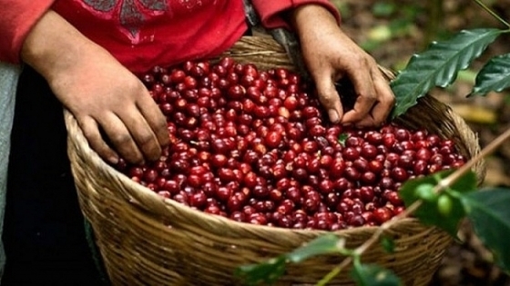 Giá cà phê hôm nay ngày 10/1/2022: Thị trường thế giới tăng mạnh