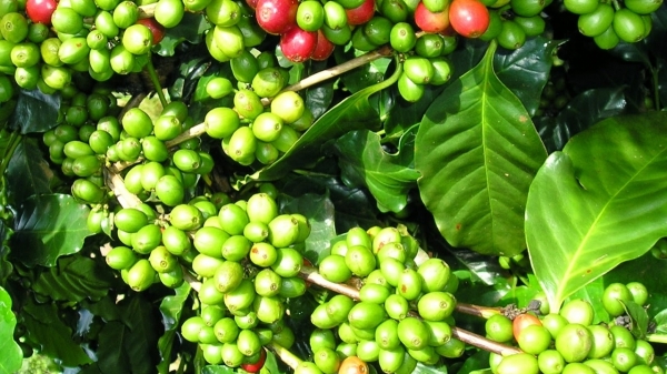 Giá cà phê hôm nay 9/2: Tăng trở lại