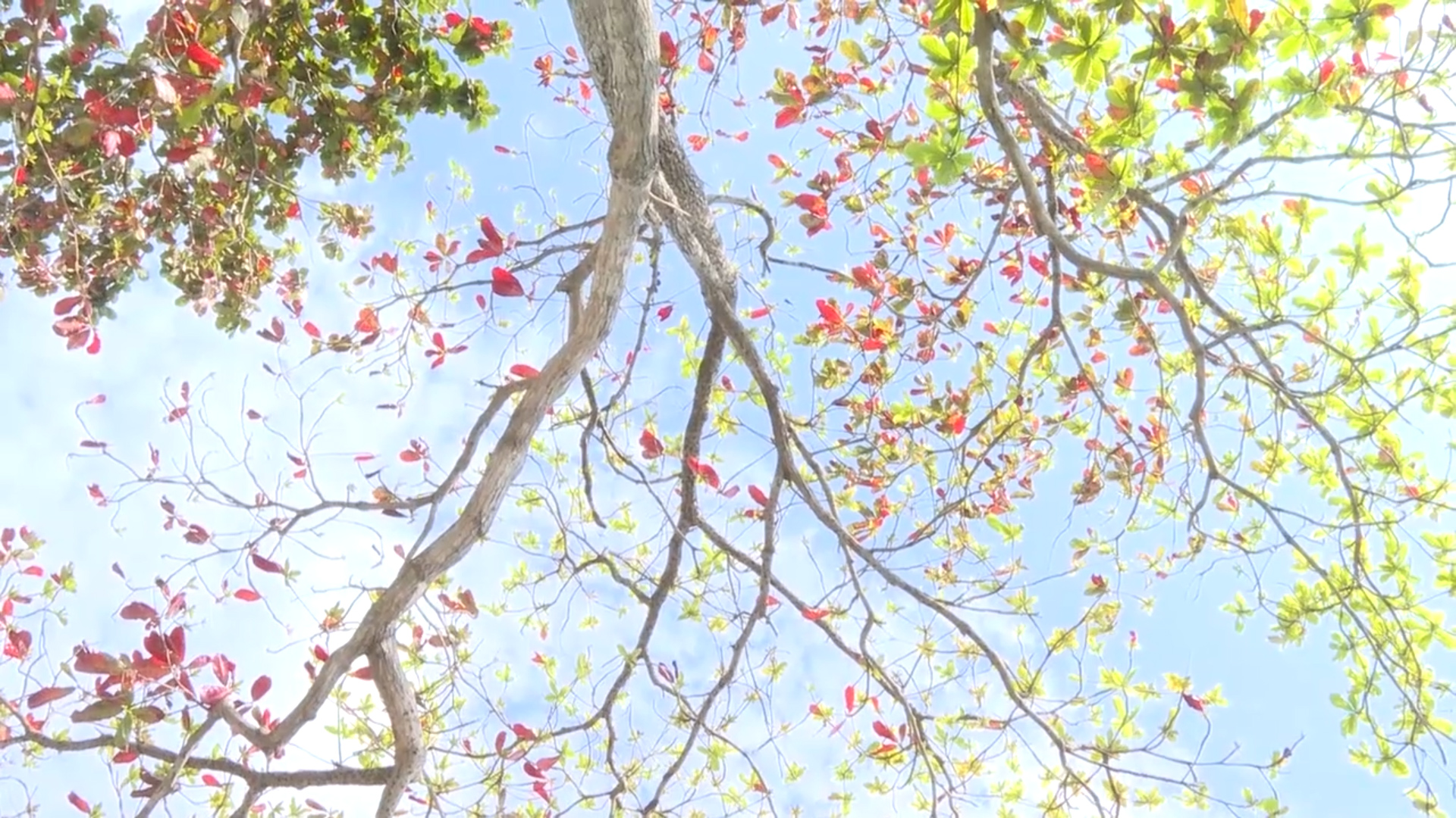 Côn Đảo: Đẹp thơ mộng, ngỡ ngàng mùa Bàng thay lá