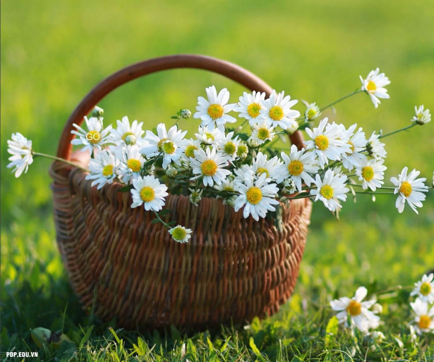 Tử vi 12 con giáp ngày 21/2/2022: Tuổi Tý xuống dốc không phanh, tuổi Mùi tràn đầy tự tin