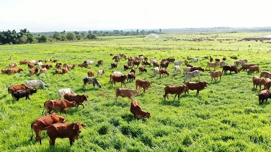 THAGRICO đầu tư phát triển ngành chăn nuôi bò - Nâng tầm nông nghiệp Việt Nam