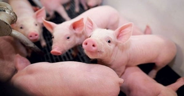 Giá heo hơi hôm nay 8/3: Giảm nhẹ