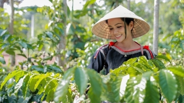 Giá cà phê hôm nay 26/3: Lấy lại đà tăng