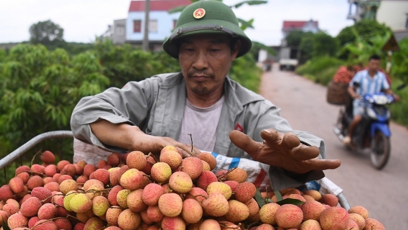 Nông sản, trái cây đưa về Hà Nội: Lái xe phải có kết quả xét nghiệm Covid-19 âm tính