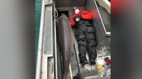 Bắt được cá tầm "siêu khủng" 100 năm tuổi, dài 2 mét, nặng 1 tạ