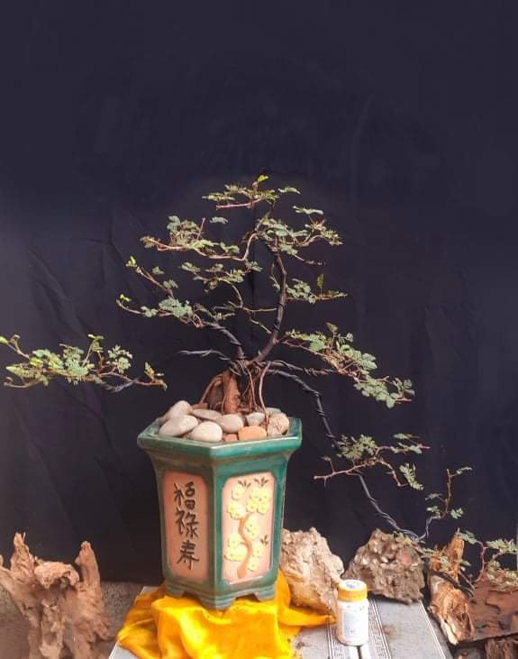 Hoa mắc cỡ mọc hoang 'hóa' bonsai thu về tiền triệu