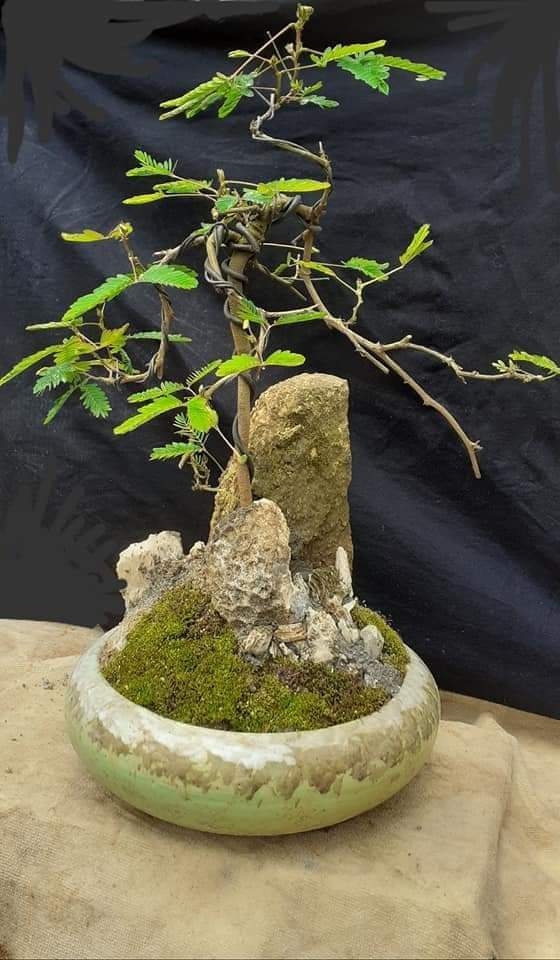 Hoa mắc cỡ mọc hoang 'hóa' bonsai thu về tiền triệu