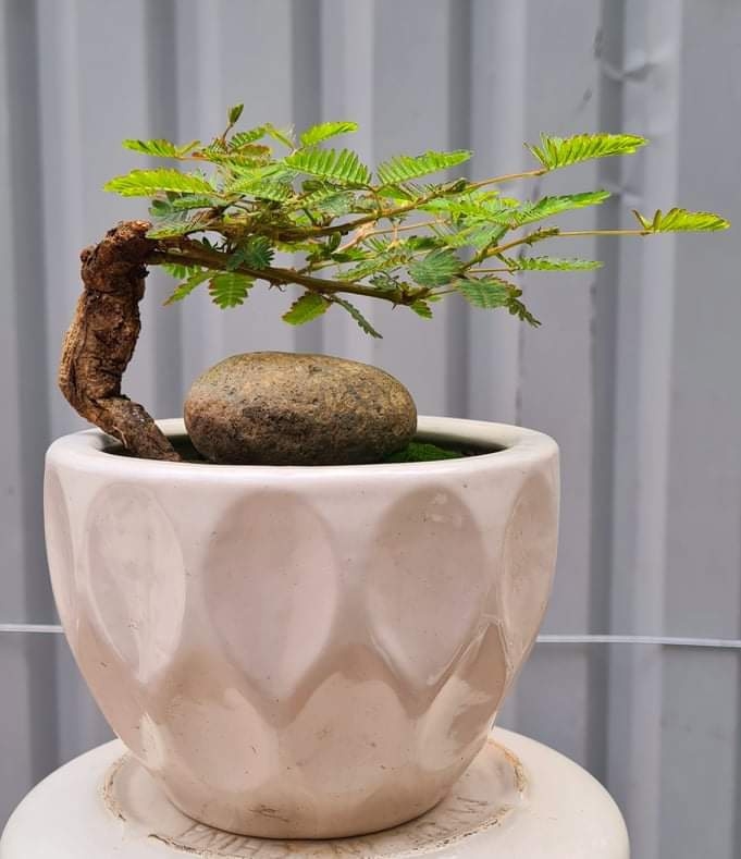 Hoa mắc cỡ mọc hoang 'hóa' bonsai thu về tiền triệu