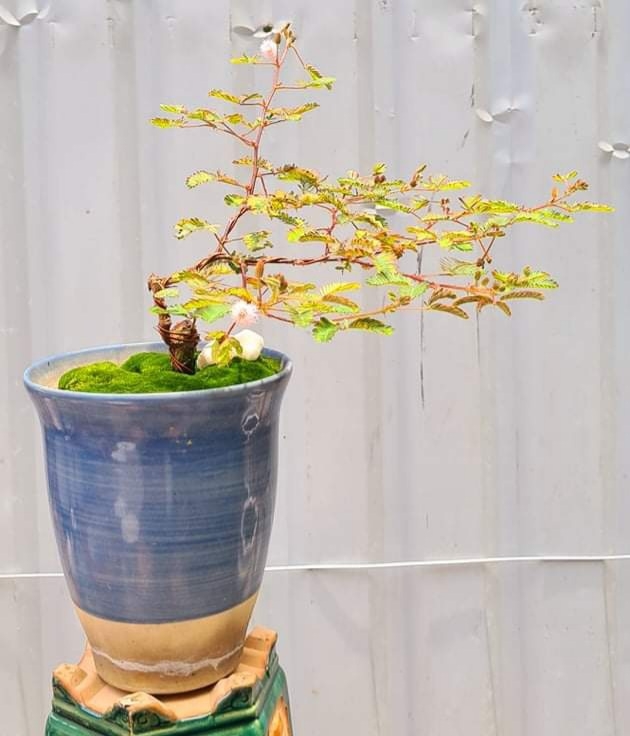 Hoa mắc cỡ mọc hoang 'hóa' bonsai thu về tiền triệu