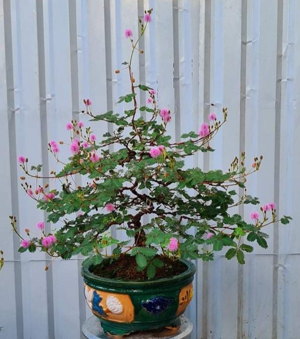 Hoa mắc cỡ mọc hoang 'hóa' bonsai thu về tiền triệu