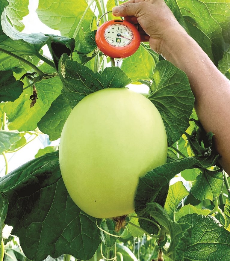 Dưa lê Hoàng kim bén duyên đất Huế