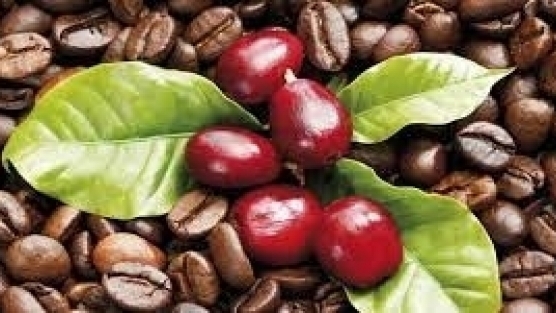 Giá cà phê hôm nay 18/6: Tăng 900 đồng/kg tại các địa phương thu mua trọng điểm