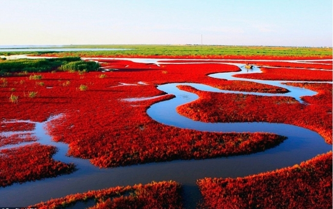 Mùa thu này, đến Trung Quốc để chiêm ngưỡng bãi biển đỏ Panjin