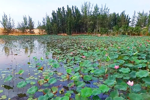 Bàu Trắng - Bức tranh sơn thủy lung linh, huyền ảo Bàu Trắng - Bức tranh sơn thủy lung linh, huyền ảo