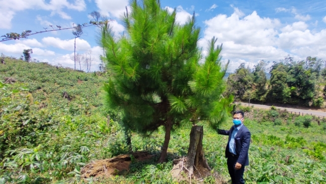 Vụ trồng hơn 100 ha rừng chỉ còn 1 cây: UBND tỉnh Kon Tum chỉ đạo kiểm tra