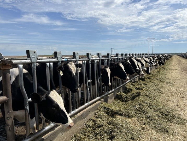 Trang trại Vinamilk Lao-Jagro tiếp nhận đàn bò sữa 1.000 con từ Mỹ