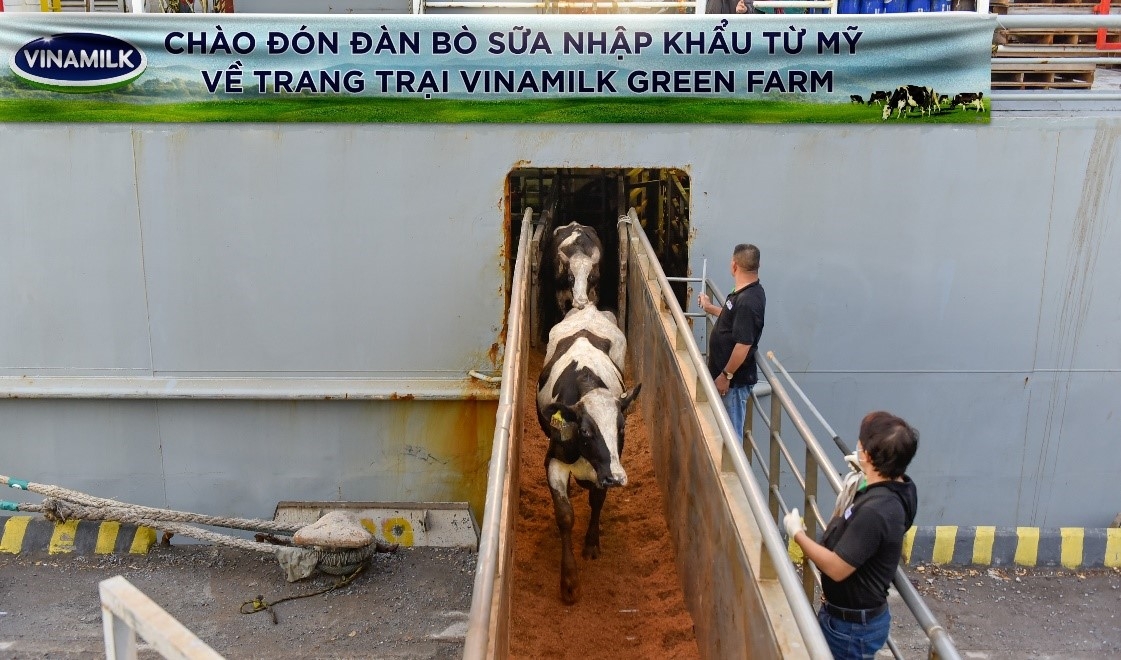 Vinamilk tiếp nhận thành công hơn 1.500 con bò sữa nhập từ Mỹ về các trang trại Green Farm
