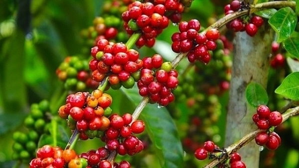 Giá cà phê hôm nay 24/7: Trong nước tăng 1.000 đồng/kg