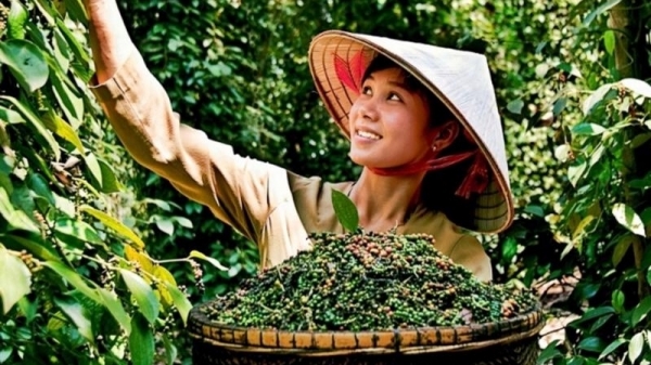 Giá tiêu hôm nay 25/7: Nối dài đà tăng