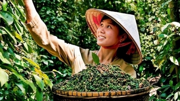 Giá tiêu hôm nay 25/7: Nối dài đà tăng