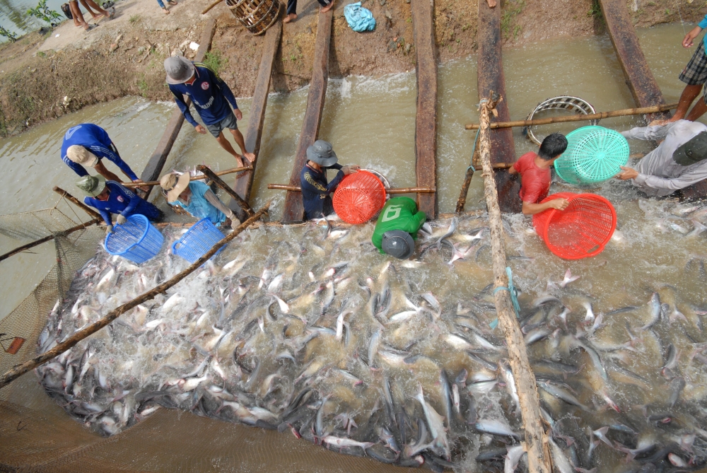 Tổ công tác 970 Bộ NN&PTNT: Nhãn Châu Thành - Đồng Tháp, cá tra tại Đồng bằng sông Cửu Long đang tiêu thụ rất khó khăn