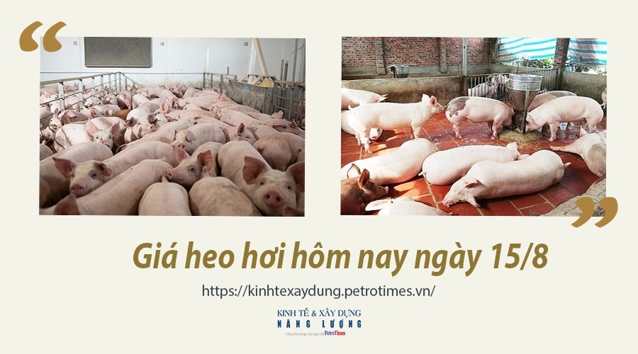 Giá heo hơi hôm nay ngày 15/8: Tăng 1.000 - 4.000 đồng/kg