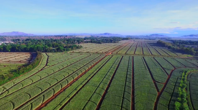 Vinamilk công bố đối tác liên doanh tại Philippines, ra mắt sản phẩm thương mại vào tháng 9/2021