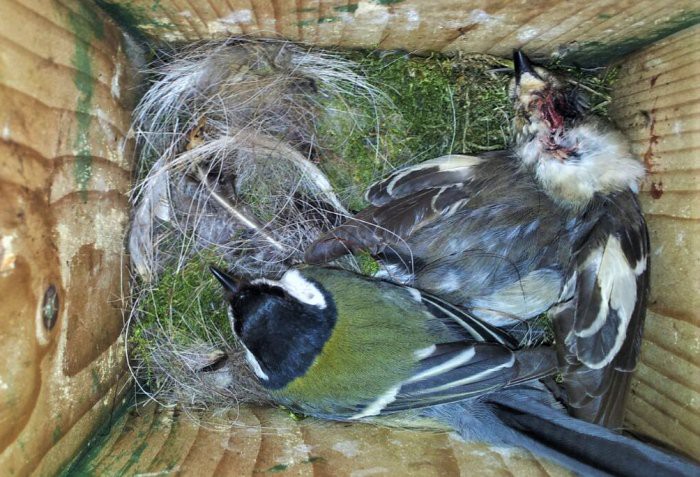 Sốc: Loài chim đáng yêu bỗng trở thành con vật khát máu chuyên giết đồng loại để ăn não