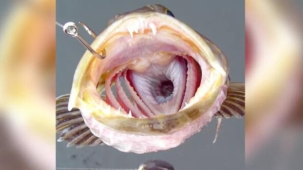Loài cá kỳ lạ với 555 chiếc răng, rụng 20 cái mỗi ngày