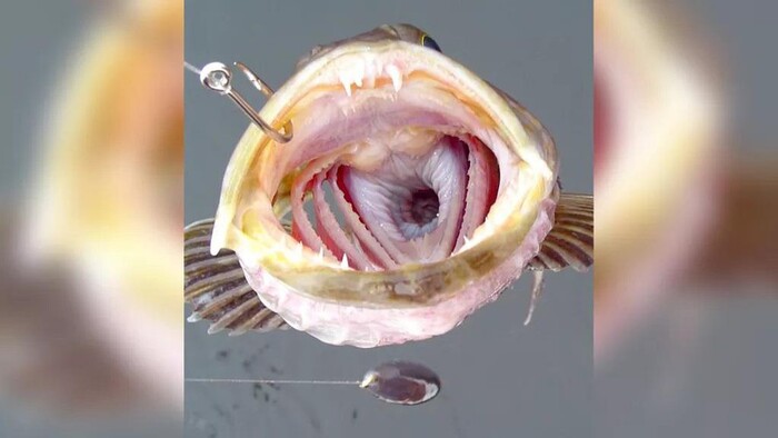 Loài cá kỳ lạ với 555 chiếc răng, rụng 20 cái mỗi ngày