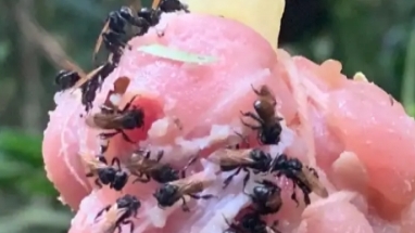 Chán cảnh ăn chay, ong tiến hóa để chuyển sang ăn thịt