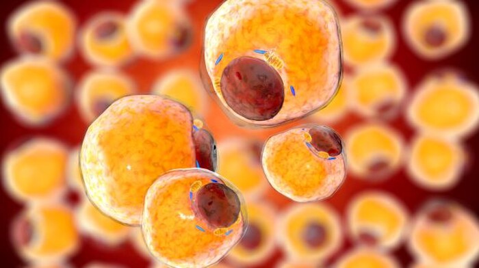 SARS-CoV-2 có thể ẩn trong các tế bào mỡ, khiến người béo phì dễ mắc Covid-19 nặng
