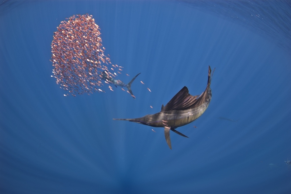 Biển Đỏ có gì mà “hút” khách du lịch đến vậy? Biển Đỏ có gì mà “hút” khách du lịch đến vậy?