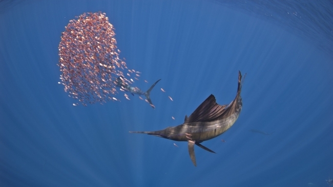 Biển Đỏ có gì mà “hút” khách du lịch đến vậy?