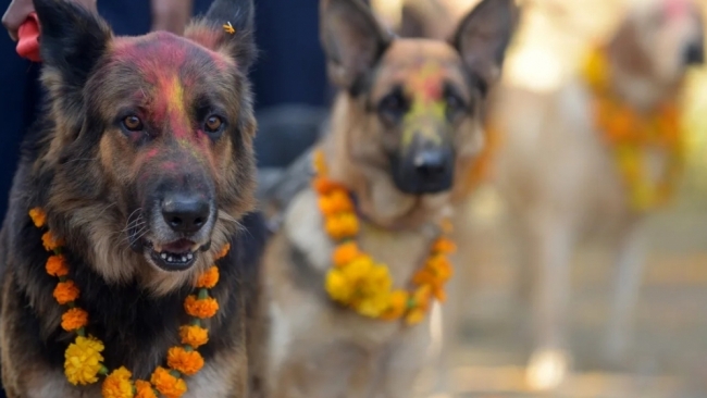 Độc đáo lễ hội mùa thu dành cho động vật trên khắp thế giới