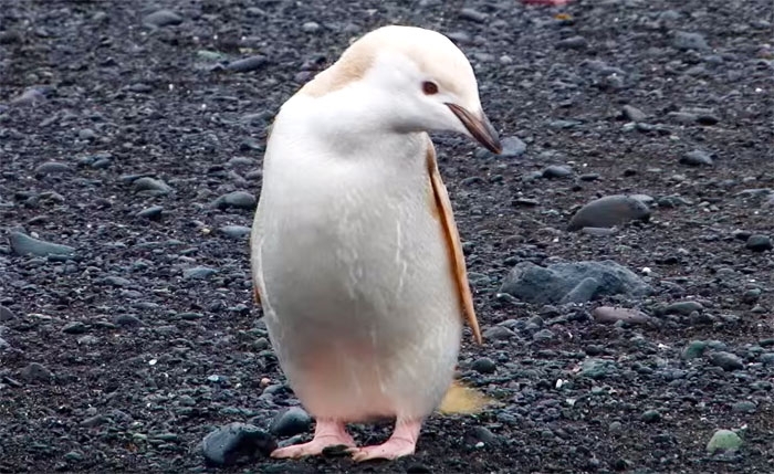 Phát hiện chim cánh cụt màu vàng hiếm hoi dọc bờ biển Nam Cực