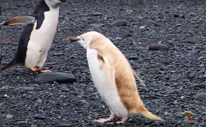 Phát hiện chim cánh cụt màu vàng hiếm hoi dọc bờ biển Nam Cực