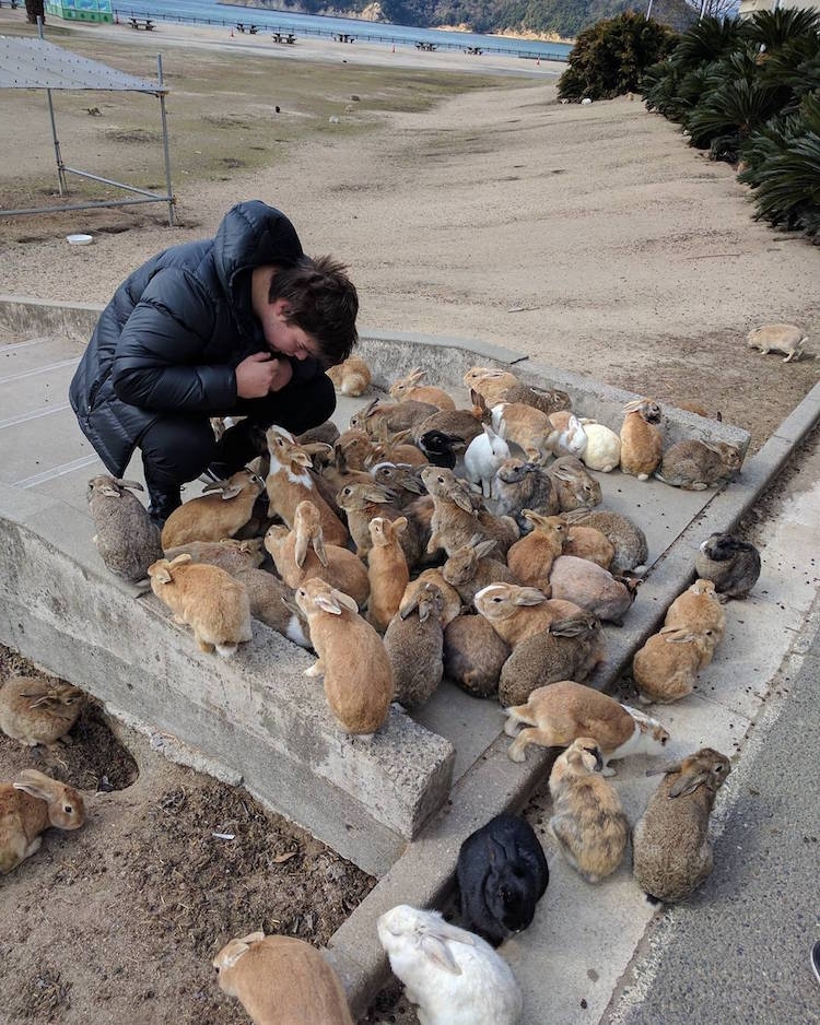Đảo thỏ Nhật Bản gắn kết yêu thương giữa con người và động vật